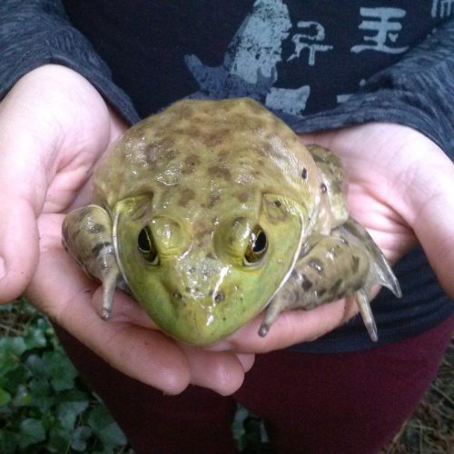 Do you think we will see bullfrogs in Loch Leff at Ramblewood?